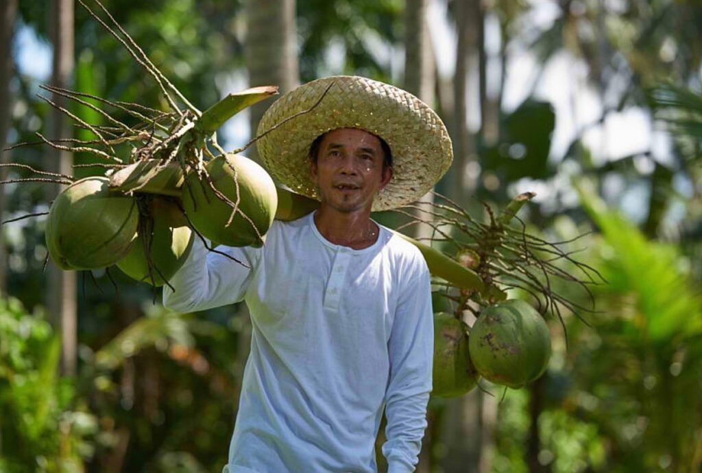 coconut coco farmer farming planter